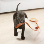 Bezpieczeństwo pupila na pierwszym miejscu, czyli szelki i obroże z lokalizatorem.