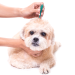 Tabletki na kleszcze dla psa – jak działają? Zalety i wady