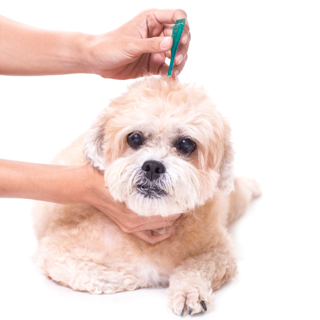 Tabletki na kleszcze dla psa – jak działają? Zalety i wady