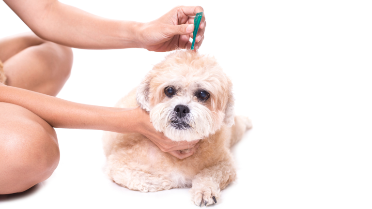 Tabletki na kleszcze dla psa – jak działają? Zalety i wady